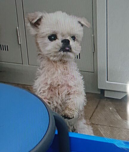 兵庫のかわいい小型犬 シーズー です 里親さん年齢制限なし散歩のお供に 中山薫 篠山口のシーズーの里親募集 ジモティー