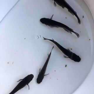 中古オロチメダカが無料 格安で買える ジモティー