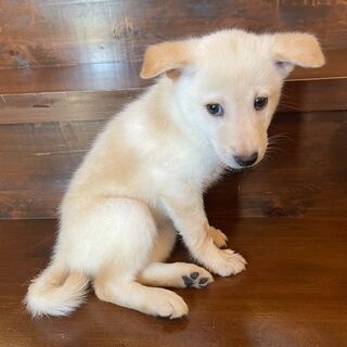 淡い毛色が美しい子犬の「シロ」ちゃん♀💓