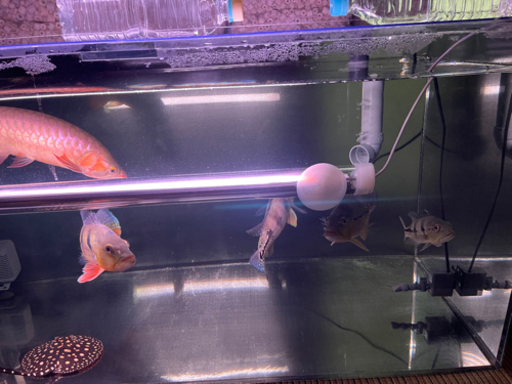 キクラ
