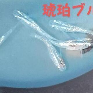 メダカ｢松井ヒレ長琥珀ラメ ブルータイプ｣若魚～成魚１０匹