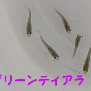 メダカ｢グリーンティアラ｣幼魚１０匹