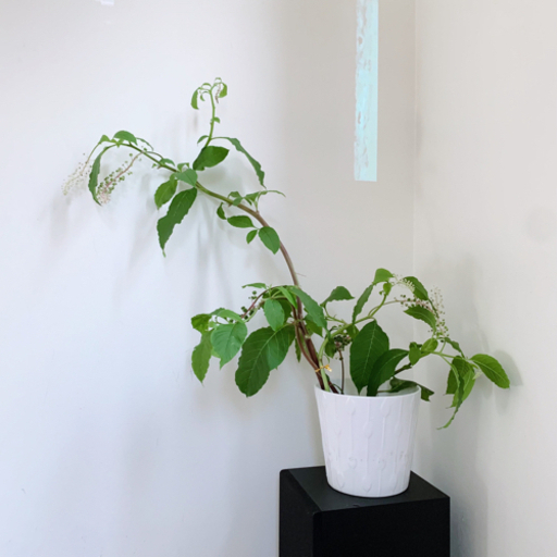 枝もの 姫リョウブ コバノズイナ インテリア 90cm 鉢付き Moz777 世田谷のその他の中古あげます 譲ります ジモティーで不用品の処分