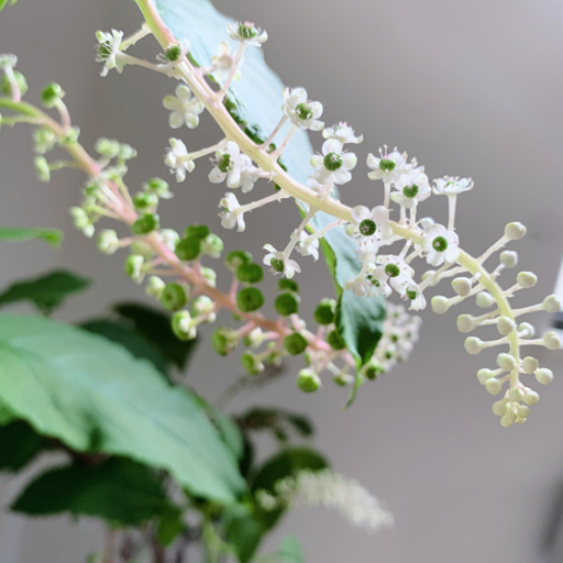 枝もの 姫リョウブ コバノズイナ インテリア 90cm 鉢付き Moz777 世田谷のその他の中古あげます 譲ります ジモティーで不用品の処分