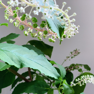 枝もの 姫リョウブ コバノズイナ インテリア 90cm 鉢付き Moz777 世田谷のその他の中古あげます 譲ります ジモティーで不用品の処分