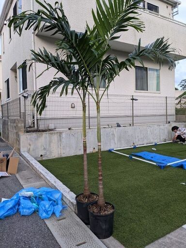 マニラヤシ 2m超え