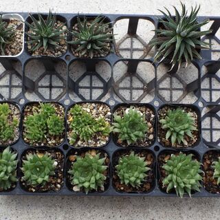 大阪府の中古ハオルチアが無料 格安で買える ジモティー