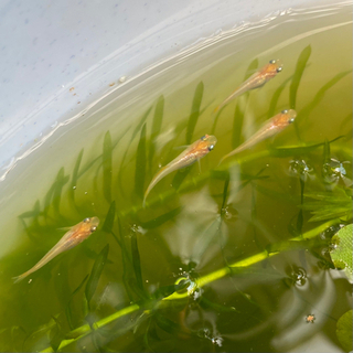 ※お取引交渉中【58】プラチナ牡丹メダカの稚魚(2匹300円～)