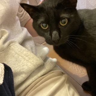 黒猫♂7歳 ボンベイ♂5歳 - 猫