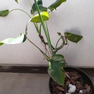 観葉植物　モンステラ