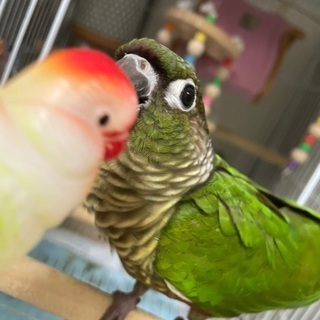 ウロコインコ1歳の里親様募集