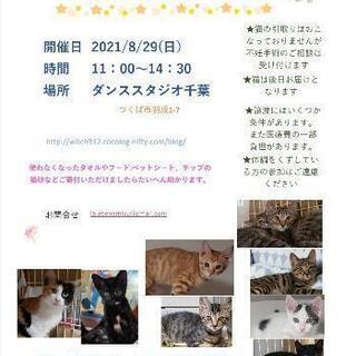 保護猫譲渡会　ダンススタジオ千葉8/29