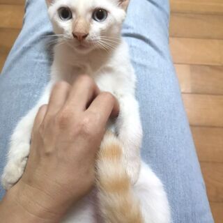 明日、明日　三鷹で猫の譲渡会💝薄い茶白の女の子　生後4ヶ月　の画像