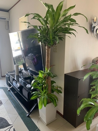 植物、室内