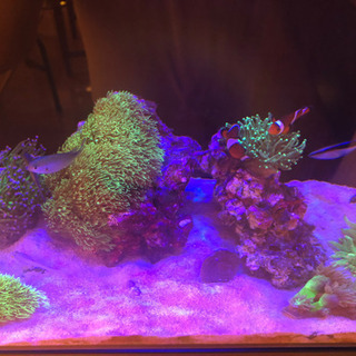 写真内のもの販売致します 海水 海水魚 魚 水槽 【公式通販】