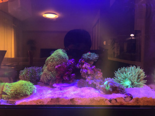写真内のもの販売致します　海水　海水魚　魚　水槽
