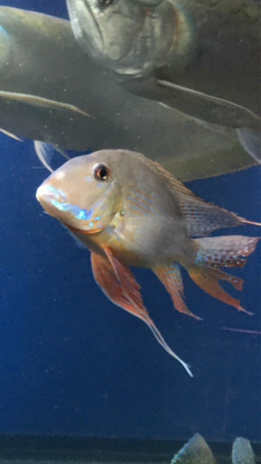 熱帯魚　ショート個体ゲオ　アロワナ
