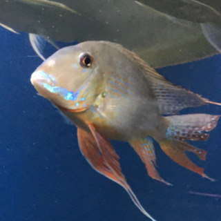 その他 熱帯魚 ショート個体ゲオ アロワナ
