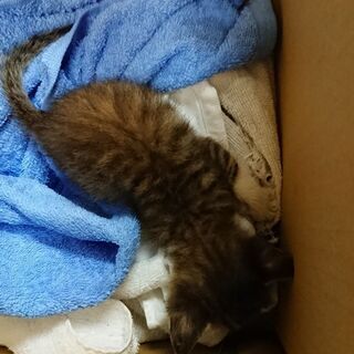 保護猫里親募集 峰 姫路の猫の里親募集 ジモティー