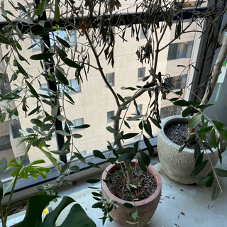 【ネット決済】オリーブ、観葉植物、インテリア