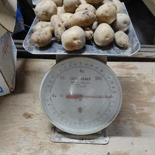 ジャガイモ1kg(無農薬、有機栽培)