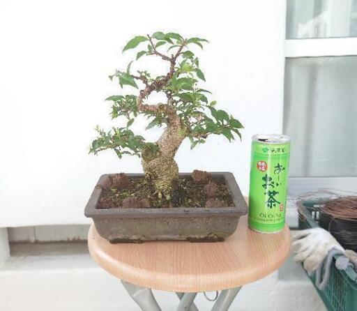 値下げ！盆栽　姫桜桃【ヒメオウトウ】