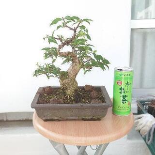 値下げ!盆栽 姫桜桃【ヒメオウトウ】 値下げ!盆栽 姫桜桃【ヒメオウトウ】