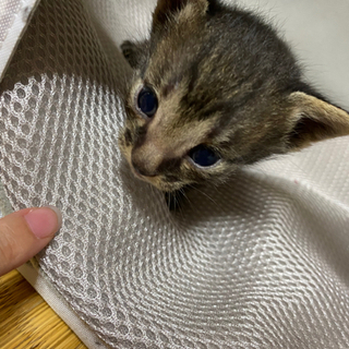 ７月２５日生まれの子猫ちゃん！