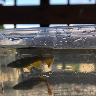 中古メダカオロチが無料 格安で買える ジモティー