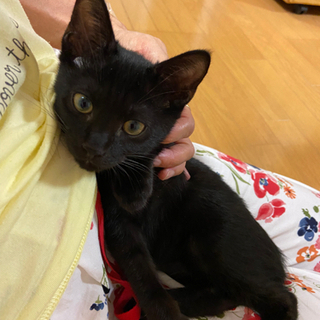 縁起の良い黒猫3ヶ月 - 名古屋市