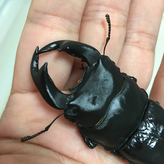 その他 阿古谷オオクワガタ逆ハペア 極短極太