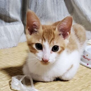 子猫もらってください(^-^)