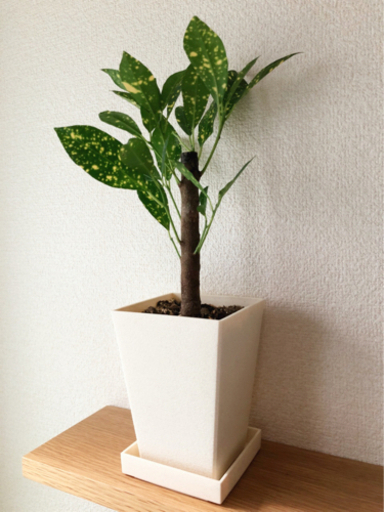 観葉植物　クロトン・ギンガ②　35cm　3号鉢と受け皿付き