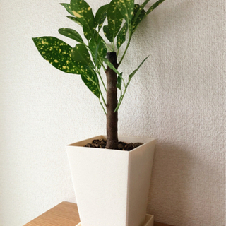 中古クロトンが無料 格安で買える ジモティー