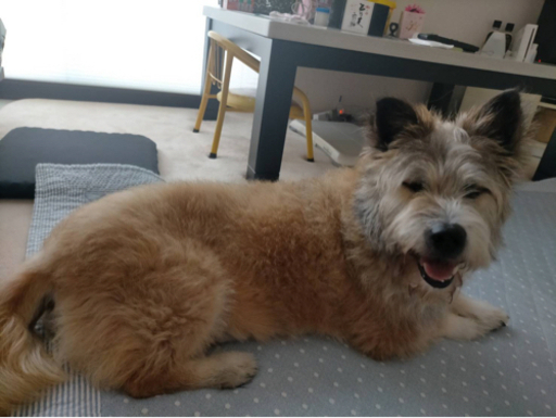 人が好きすぎるマイペースさん 預かり娘 行橋の犬の里親募集 ジモティー 人が好きすぎるマイペースさん 預かり娘 行橋の犬の里親募集 ジモティー