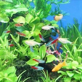 タンクメイト募集中です🐠