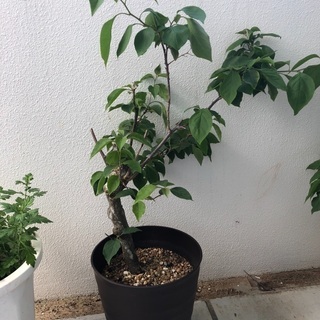 中古ブーゲンビリアが無料 格安で買える ジモティー