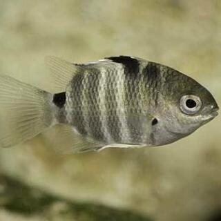 シチセンスズメダイ 海水魚🐠