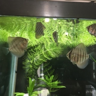 水槽、ディスカスセット 決まりました！