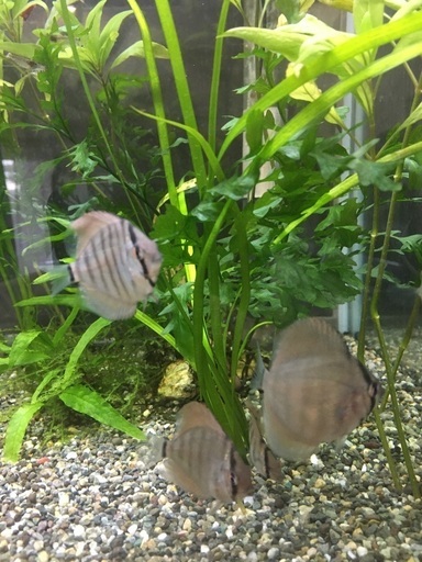決まりました。水槽関連　ブリリアント　ターコイズディスカス幼魚7尾