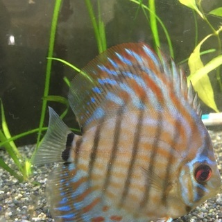 決まりました。水槽関連 ブリリアント ターコイズディスカス幼魚7尾