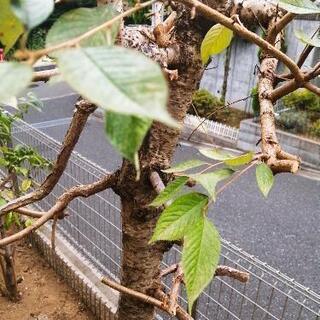 【9/17更新】中型の庭木（桜？） 木材としても利用可