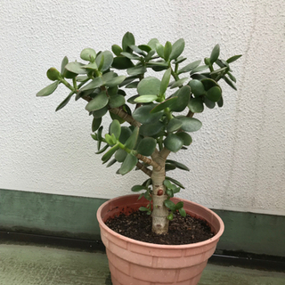 東京都 中央区の中古観葉植物が無料 格安で買える ジモティー