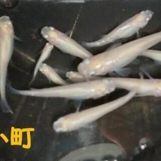 メダカ｢雪小町(ピュアホワイト) ｣幼魚～成魚１０匹