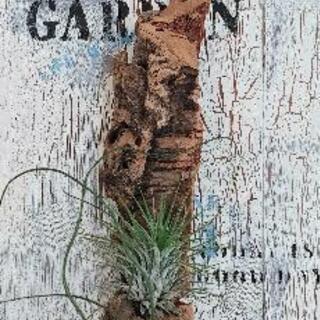 中古エアープランツが無料 格安で買える ジモティー