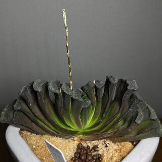 大阪府の中古ハオルチアが無料 格安で買える ジモティー