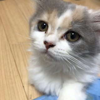 素敵な子猫と同居してます