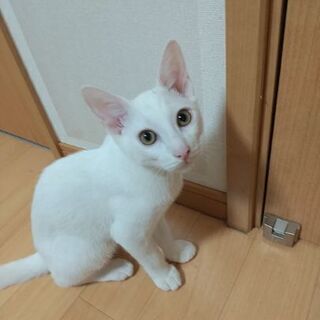 白猫  ４ヶ月 − 山口県