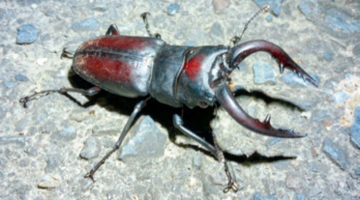 クワガタ カブトムシ 買取します！