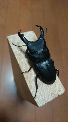 スジブトヒラタ 前ギネス血統♂68.5mmペア